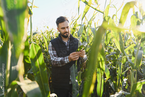 Canvas-taulu Farmer examining corn plants in cornfield