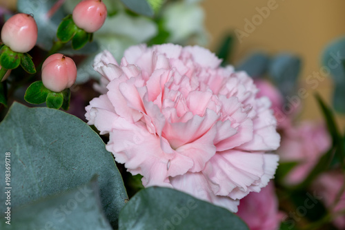 Close up of a pink carnation (dianthus caryophyllus) flower