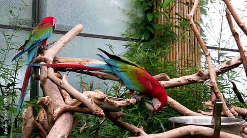 Colorful parrots with red heads and blue green feathers sitting on tree branches in a zoo, calmly chewing food, relaxing among greenery, tropical atmosphere, exotic bird life in natural environment