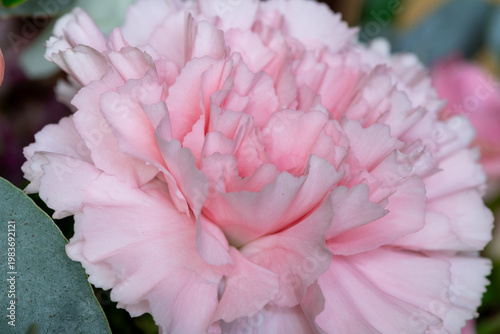 Close up of a pink carnation (dianthus caryophyllus) flower