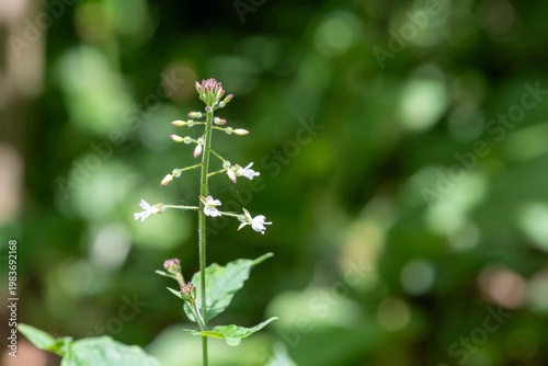 Close up of a broad leaved enchanters nightshade (circaea lutetiana) flower in bloom