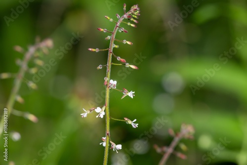 Close up of a broad leaved enchanters nightshade (circaea lutetiana) flower in bloom