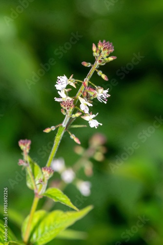 Close up of a broad leaved enchanters nightshade (circaea lutetiana) flower in bloom