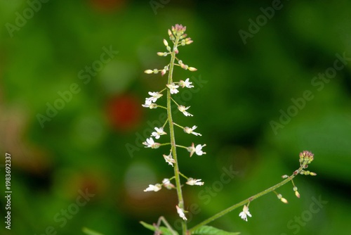 Close up of a broad leaved enchanters nightshade (circaea lutetiana) flower in bloom