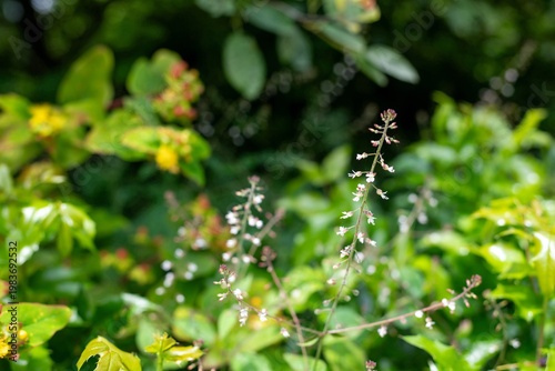 Close up of a broad leaved enchanters nightshade (circaea lutetiana) flower in bloom