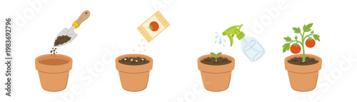 Tomato growing stages in a pot on transparent background. Illustration of planting process, sowing seeds, watering green sprout, and final plant with ripe red tomatoes.