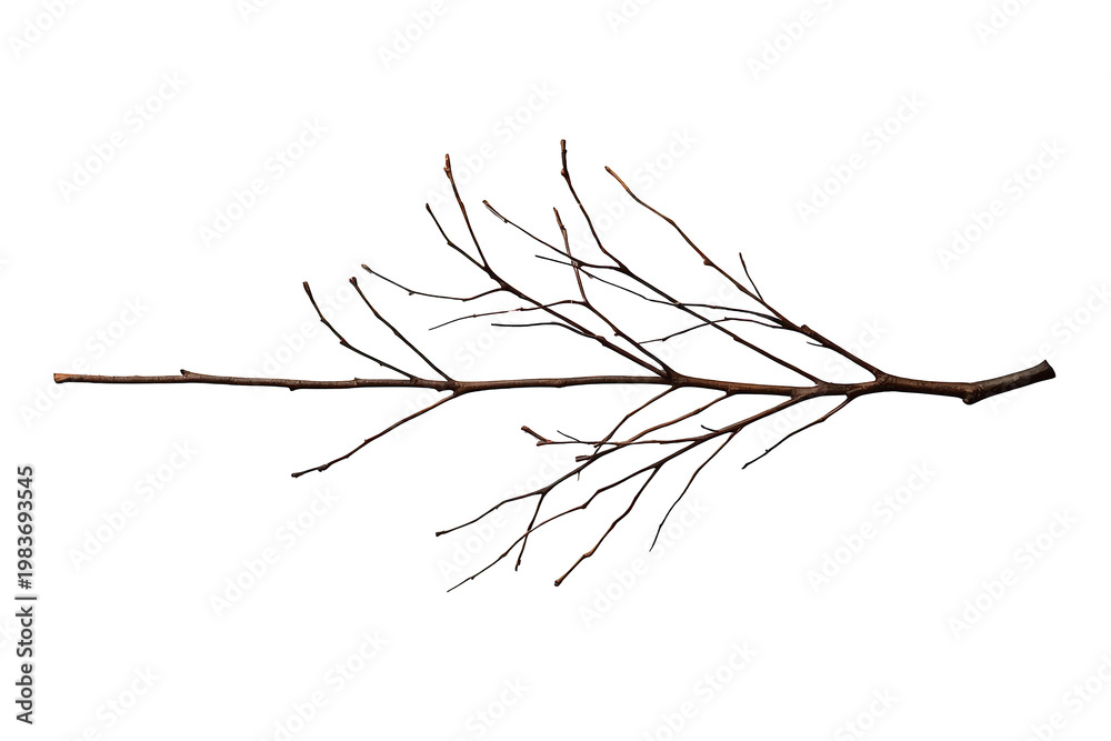Fototapeta premium Bare tree branch with leafless twigs on a transparent background, representing nature's cycle, winter, and ecology