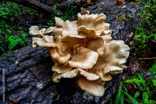 Oyster Mushrooms (Pleurotus sp) growing on a fallen log. Oregon
