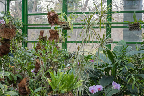 Interior view of a botanical greenhouse featuring a variety of potted tropical plants, blooming pink orchids, and epiphytes mounted on bark