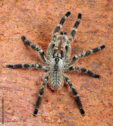 Close up of an Indian Ornamental Tarantula.
