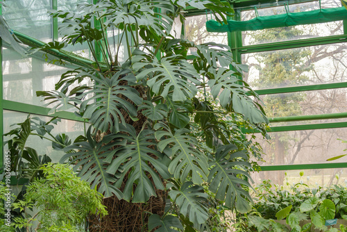 Large Monstera deliciosa plant with iconic split leaves climbing a support pole in a lush greenhouse