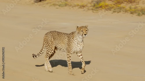 Slow Motion of Wild Cheetah Walking Past on Dirt Road in African Savanna, Cinematic Predator Safari Encounter South Africa