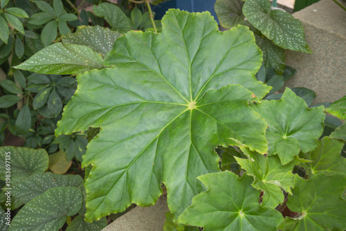 Close-up of a large, vibrant green star-shaped leaf of a Star Begonia - Begonia heracleifolia showcasing prominent veins and textured margins