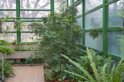 Interior view of a botanical greenhouse featuring a large False Aralia Plerandra elegantissima and various ferns under a green-framed glass structure