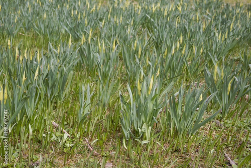 Wide view of a lush field of green flower buds and tall grass preparing to bloom in early spring
