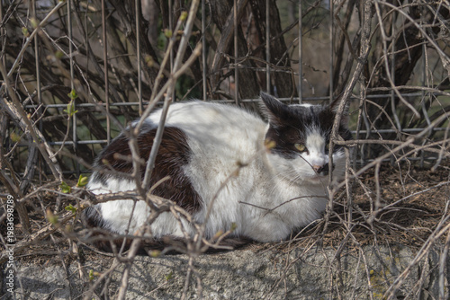 Black and white bicolor cat resting behind thin bare branches in a spring garden near a wire fence