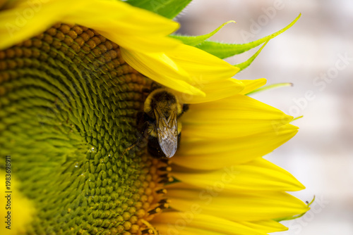 Common Eastern Bumble Bee (Bombus impatiens) resting under the petals of a large yellow sunflower in Waukesha County, Wisconsin. Late July.