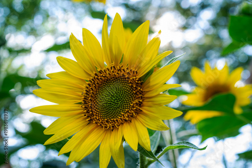 Bright yellow sunflower (Helianthus annuus) blooming against a sun-dappled green background in Waukesha County, Wisconsin. Late July garden.