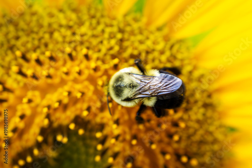 Top view of a Common Eastern Bumble Bee (Bombus impatiens) foraging on a yellow sunflower in Waukesha County, Wisconsin. Late July garden macro.