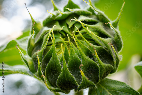 Extreme macro of a green sunflower bud (Helianthus annuus) covered in fine hairs in a Waukesha County, Wisconsin garden in late July.