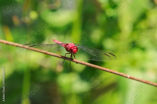 dragonfly on a leaf