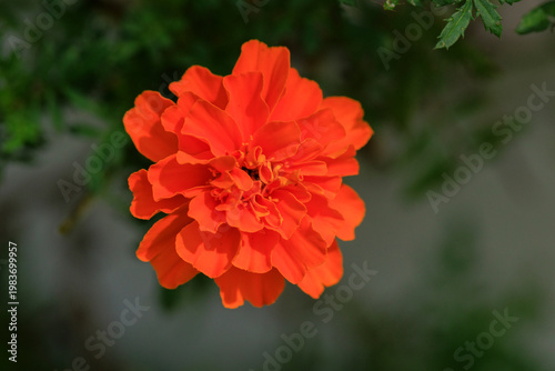 red flower in the garden