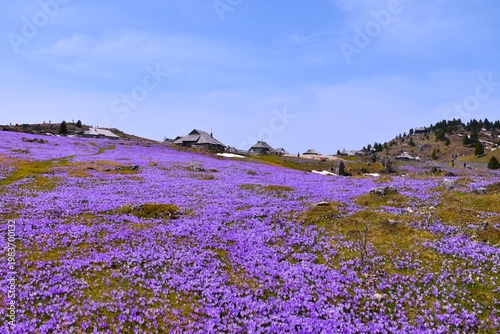 View of purple crocus flowers covering the pasture at Velika Planina in Slovenia