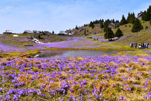 Lake and purple colored pastures at Velika Planina in Slovenia