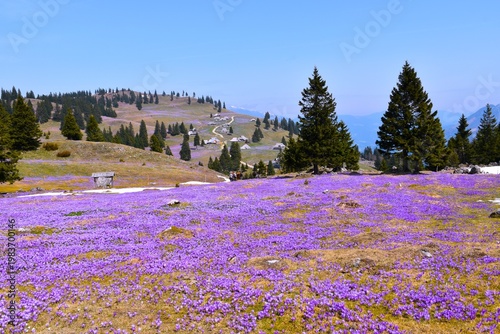 View of pastures at Velika Planina with spring crocus (Crocus cernus) flowers covering the ground in Slovenia