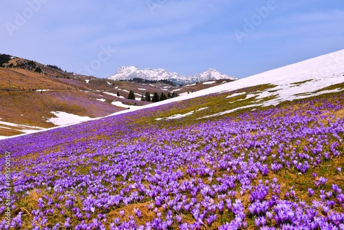 Alpine pasture at Velika Planina with purple crocus flowers and snow in Slovenia