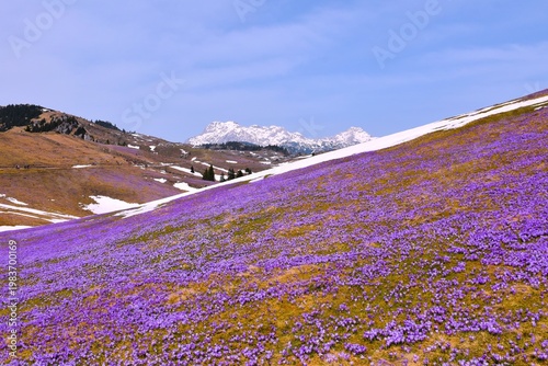View of Velika Planina mountain pasture with purple spring crocus (Crocus vernus) flowers in Slovenia