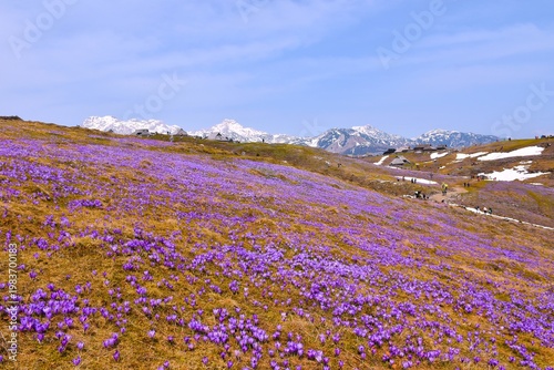 Mountain meadow with purple spring crocus flowers at Velika Planina in Slovenia