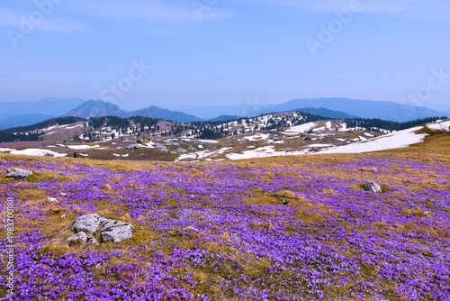 View of Velika Planina and a meadow with purple spring crocus (Crocus vernus) flowers in Slovenia