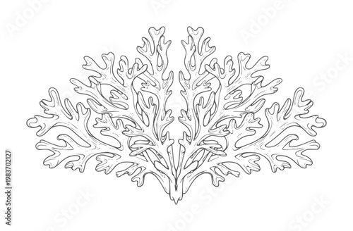 Black and white line of a branching coral-like organism