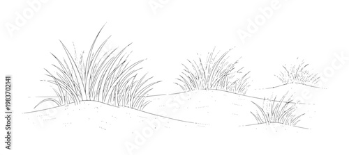 Black and white of grass growing sand dunes