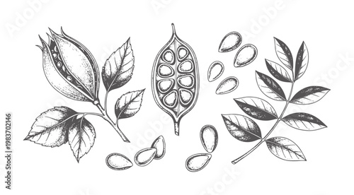 Botanical of seed pods and leaves in vintage style leaf plant