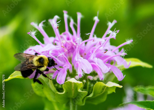 Common Eastern Bumble Bee (Bombus impatiens) pollinating a purple Wild Bergamot flower (Monarda fistulosa) in Waukesha County, Wisconsin.