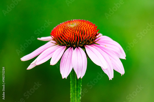 Macro profile of a purple coneflower (Echinacea purpurea) blooming in a Waukesha County, Wisconsin garden. Vibrant orange center with pink petals.