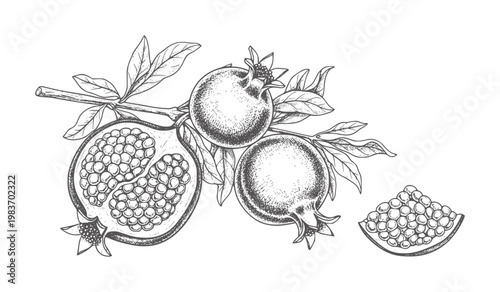Of pomegranates a branch with leaves and arils fruit