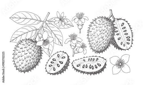 Soursop fruit and flowers botanical leaf branch