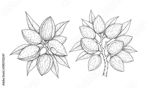 Two black and white ink of almond branches with nuts and leaves