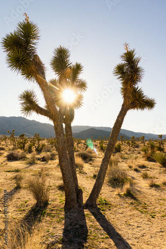 View of a Yucca tree in Joshua Tree National Park with sun light shining through the branches on a late afternoon