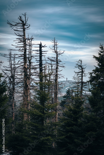 Abgestorbene Fichten im Nationalpark Harz mit Blick auf den Brocken, Waldsterben und Umweltschutz