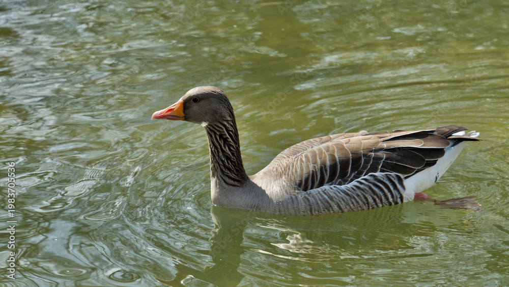 Fototapeta premium Goose (Anser anser) in water with grey feathers and orange beak