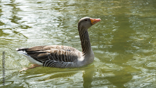 Goose (Anser anser) in water with grey feathers and orange beak