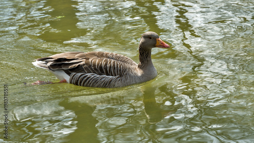 Goose (Anser anser) in water with grey feathers and orange beak
