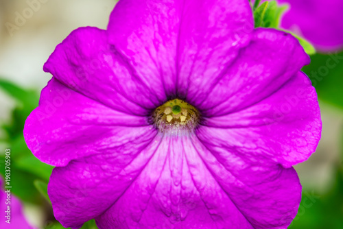Vibrant magenta petunia flower blooming in a summer garden in Waukesha County, Wisconsin. Macro shot showing detailed petals and yellow center.