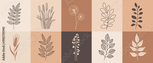 Botanical Illustrations on Pastel Backgrounds leaves