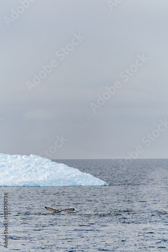 Close-up of the tail of a diving humpback whale -Megaptera novaeangliae. Image taken in the Graham passage, near Charlotte Bay, Antarctic Peninsula.