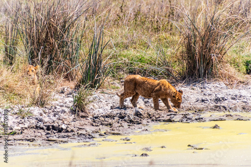 Telephoto of two lion cubs -Panthera Leo- approaching a pool of water for drinking. Ngorogoro Crater, Tanzania